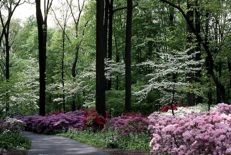 Azalea Pink Ruffle - Live Plants - Pink Flowering Rhododendron Shrub