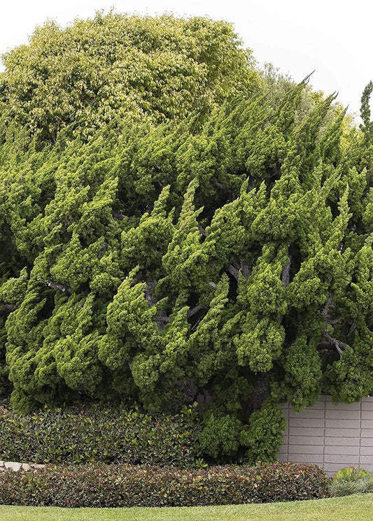 Hollywood Juniper | Juniperus Chinensis Torulosa | Live Gallon Size Trees | Drought Tolerant Cold Hardy Evergreen Plant