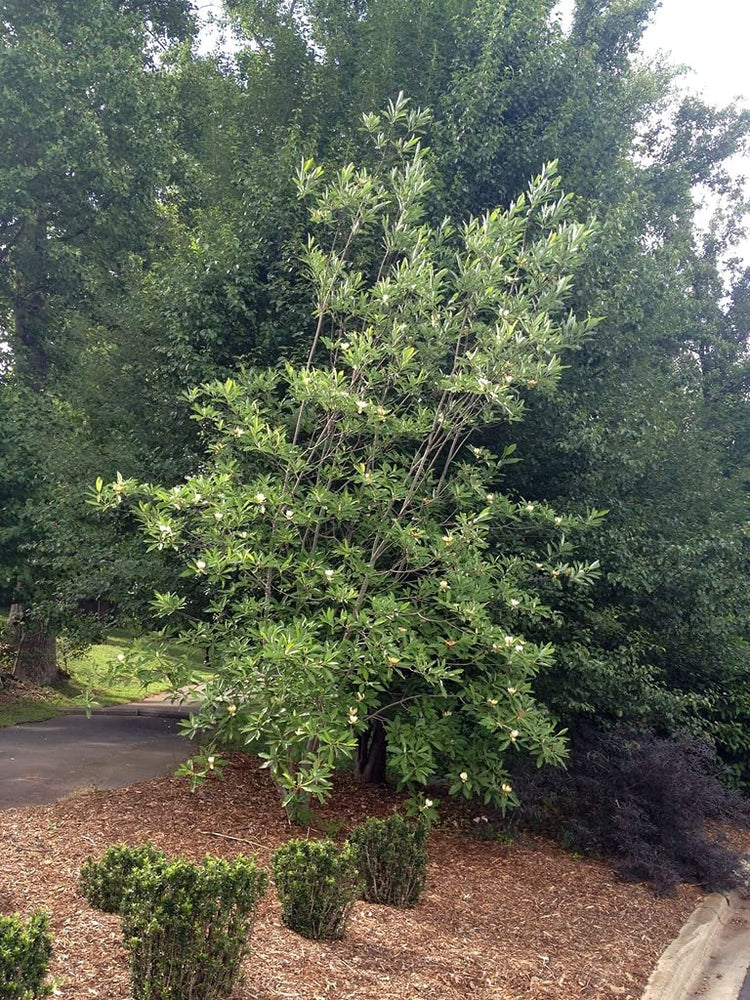 Sweet Bay Magnolia Tree | Magnolia Virginiana | Live Plants | Beautiful Ornamental Specimen