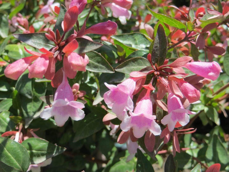 Abelia Grandiflora Edward Goucher | Large Gallon Size Plants | Flowering Butterfly Attracting Shrub