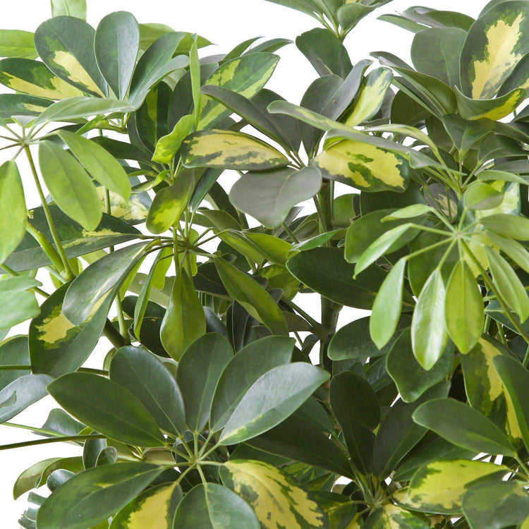 Umbrella Tree - 'Gold Capella' Live Braided Schefflera Arboricola - Florist Quality - Beautiful Indoor Tree - Feet Tall