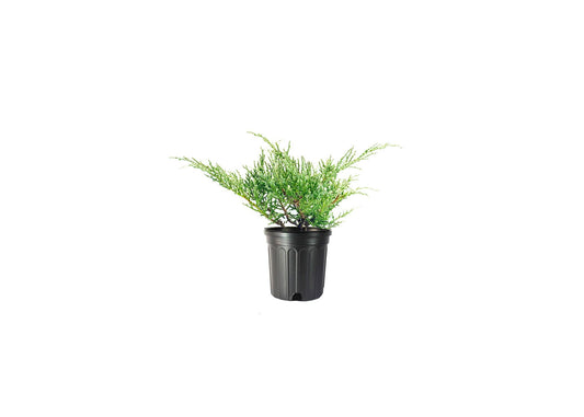 Juniper Angelica Blue - Live Gallon Size Plants - Juniperus Chinensis - Drought Tolerant Evergreen Cold Hardy Shrub