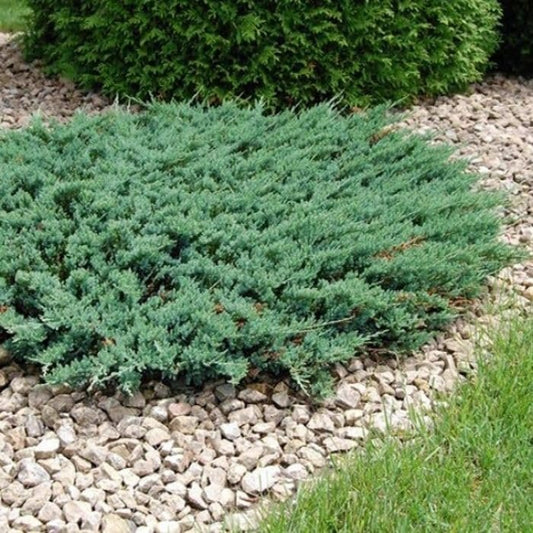 Green Sargent Juniper | Extra Large Gallon Plants | Fast-Growing Evergreen for Landscaping, Privacy Screen, and Garden Borders - Hardy & Low-Maintenance