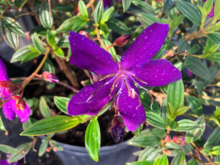 Tibouchina Dwarf | Extra Large 3 Gallon Plants | Tibouchina granulosa Compacta | Vibrant Purple Blooms | Garden Showstopper