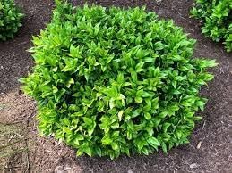 Carissa Holly I 3 Large Gallon Size Plants I Ilex Cornuta I Live Dense Evergreen Shrub for Hedging, Borders, and Ornamental Landscaping, Glossy Leaves and Red Berries