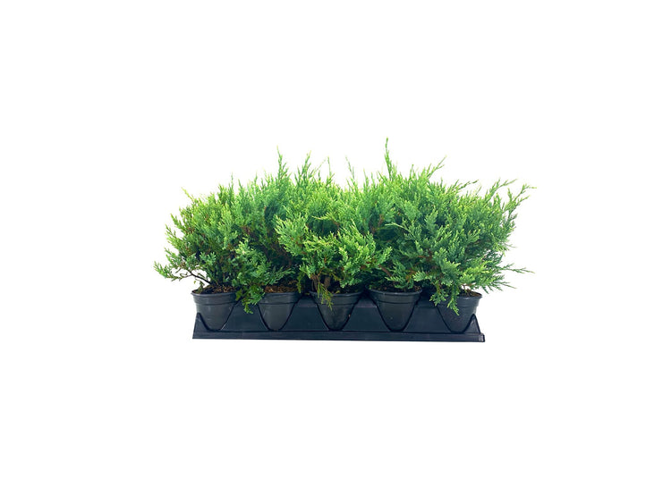 Juniper Sea Spray | Live Inch Pots | Juniperus Chinensis | Drought Tolerant Cold Hardy Evergreen Groundcover Plants