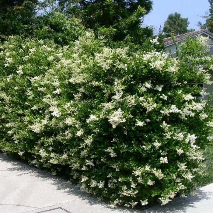 Ligustrum Recurvifolia | Extra Large 3 Gallon Plants | Ligustrum sinense 'Recurvifolium' | Lush Green Privacy Hedge | Ideal for Landscaping | Vibrant Garden Shrub (2)