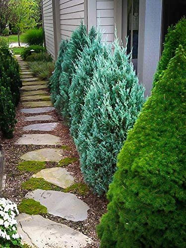 Blue Point Juniper - Live Trees - Juniperus Chinensis - Evergreen Screening Plant