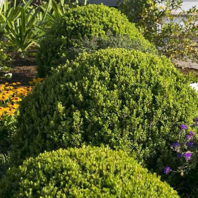 Sunbright Boxwood | Live Plants | Luminous Golden-Yellow Foliage, Perfect for Borders & Landscaping, Year-Round Color & Drought Tolerant, Live Shrub Plant