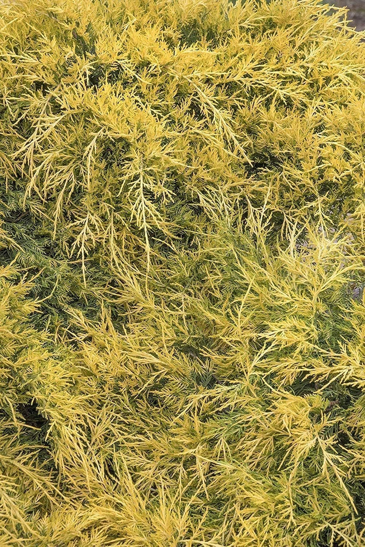 Juniper Gold Lace | Live Gallon Size Plant | Juniperus Chinensis | Drought Tolerant Cold Hardy Evergreen Groundcover