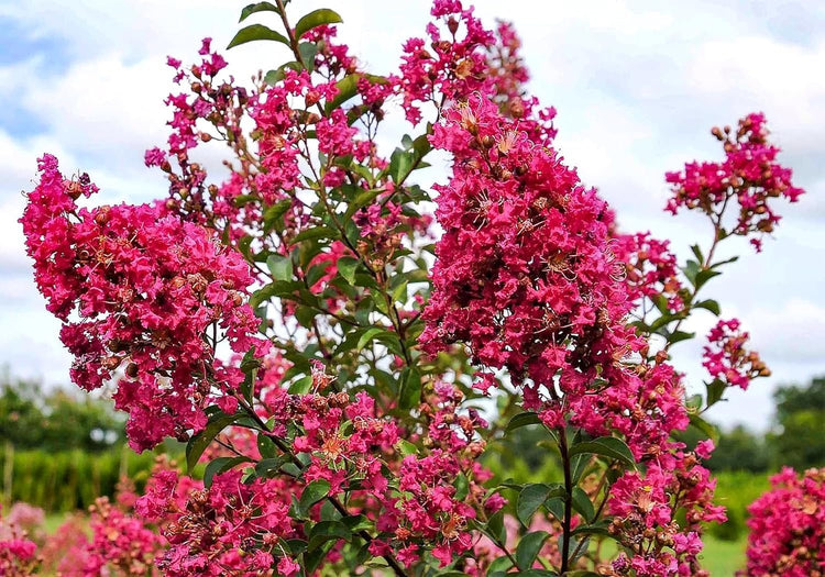 Crape Myrtle Tonto | Extra Large 3 Gallon Plant | Lagerstroemia 'Tonto' | Hardy Fuchsia Blooms | Compact Growth