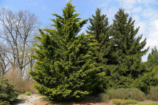 Leyland Cypress | Extra Large 3 Gallon Plants | Cupressus × leylandii