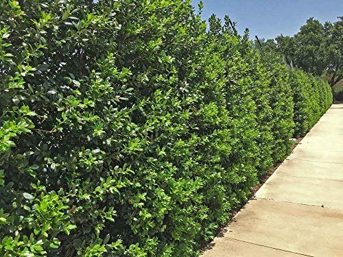 Nellie R. Stevens Holly | Live Trees | Evergreen Privacy Screening Hedge Plants | Ilex