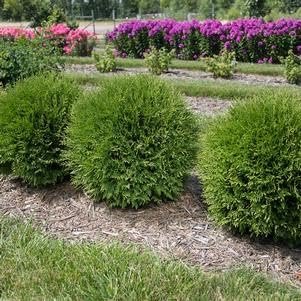 Little Giant Arborvitae | Live Gallon Size Plants | Dwarf Evergreen Shrub, Perfect for Landscaping & Privacy, Low Maintenance, Hardy & Drought Tolerant