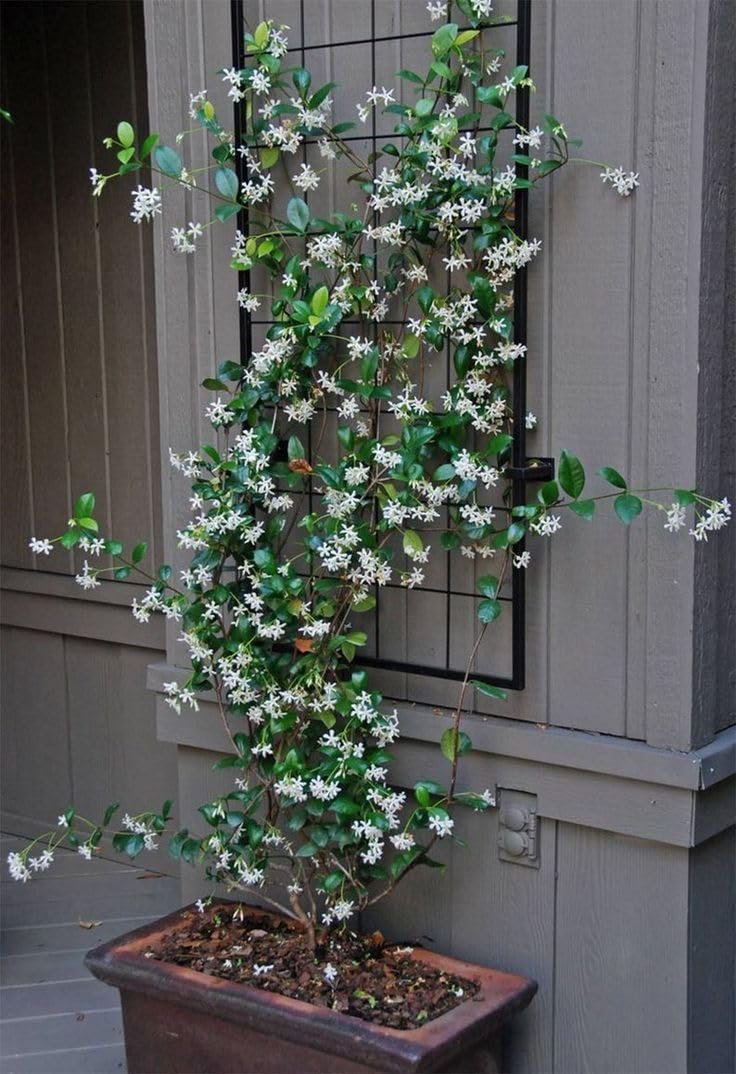 Star Confederate Jasmine | Extra Large Gallon Plants | Trachelospermum jasminoides 'Star' | Lush Flowering Vine | Perfect for Trellises and Arbors