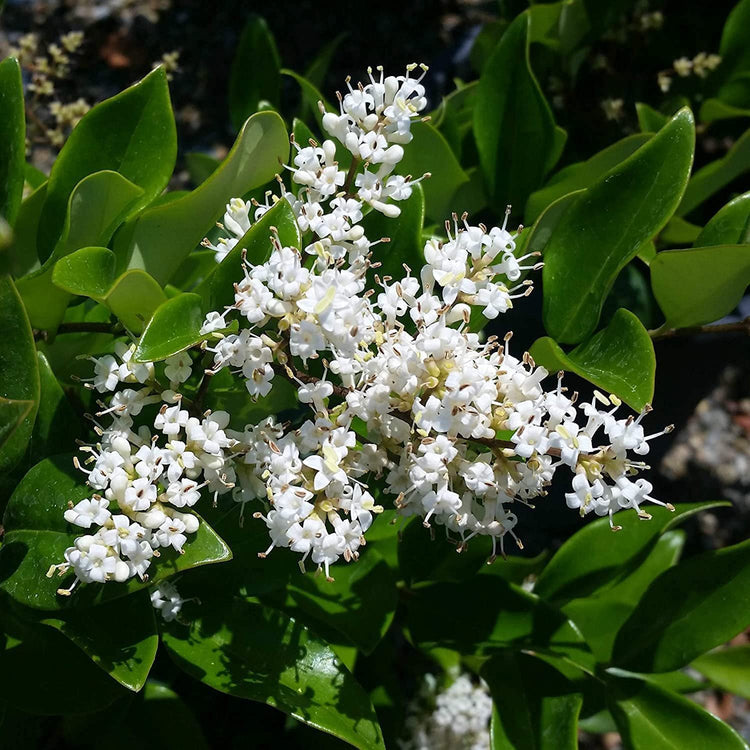 Ligustrum Waxleaf Privet | Large Gallon Size Plants | Blooming Evergreen Tree Privacy Hedge