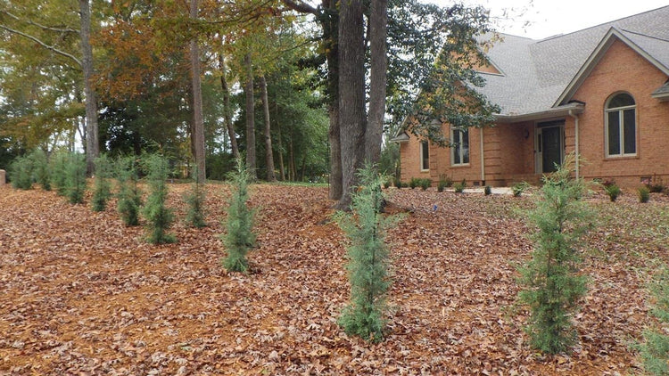 Carolina Sapphire Cypress Tree | Extra Large Gallon Trees | Beautiful Evergreen Low Maintenance Cold Hardy Privacy Screen