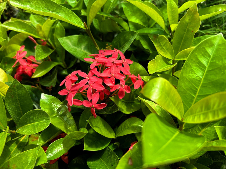 Nora Grant Ixora Plant | Live Plants | Vibrant Pink Blooms | Tropical Flowering Shrub | Ideal for Landscapes & Gardens | Lush Decorative Foliage | Ixora coccinea