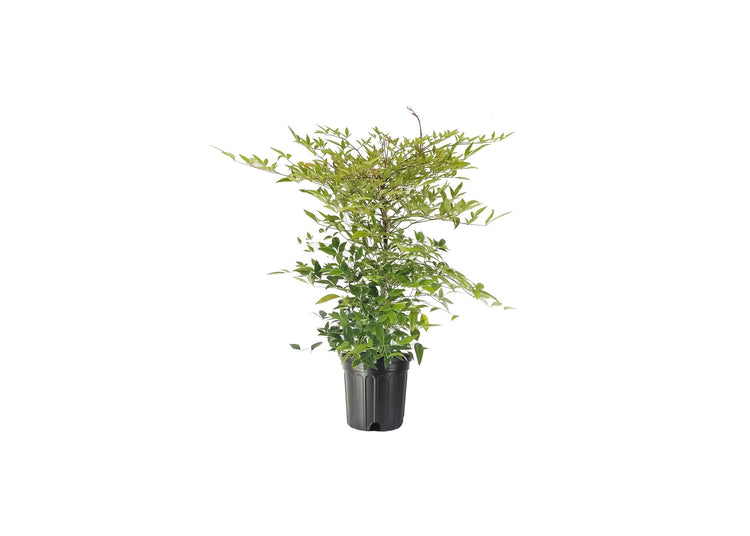 Heavenly Bamboo - Nandina Domestica - Live Gallon Size Plants - Beautiful & Colorful Low Maintenance Foliage