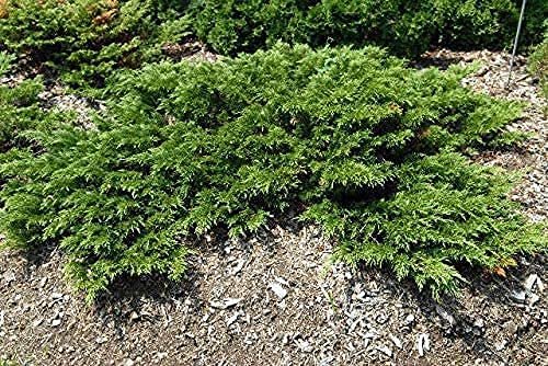 Juniper Monna Sierra Spreader | Live Inch Pots | Juniperus Chinensis | Drought Tolerant Cold Hardy Evergreen Groundcover Plants