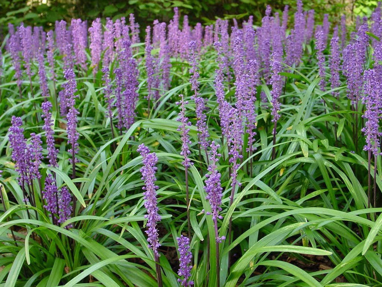 Super Blue Liriope - 10 Live Plants - Drought Tolerant Ground Cover Grass