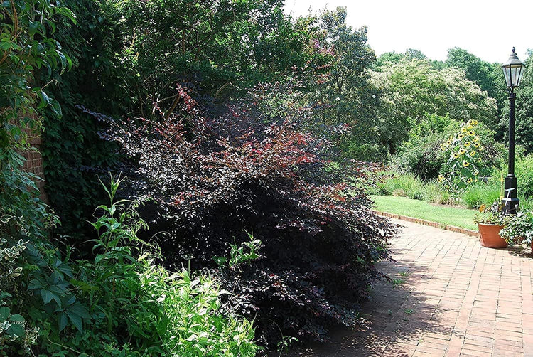 Loropetalum Carolina Midnight | Live Quart Size Plants | Chinensis Rubrum | Colorful Blooming Hedge Shrub Tree