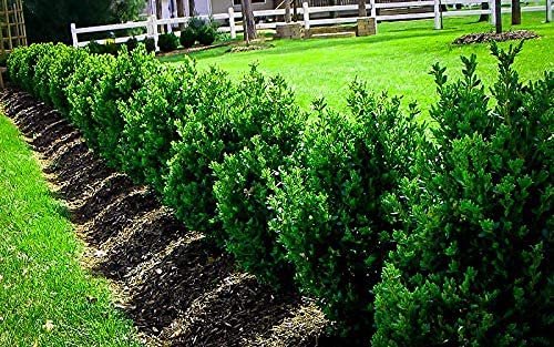 Wintergreen Korean Boxwood - Live Gallon Size Plants - Buxus Microphylla - Cold Hardy Formal Evergreen Hedge