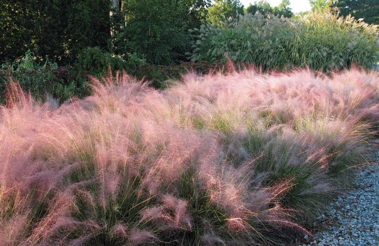 Muhly Grass | Live Quart Size Plants | Muhlenbergia capillaris | Ideal for Natural Landscaping | Easy-Care & Drought Tolerant | Beautiful Pink Plumes