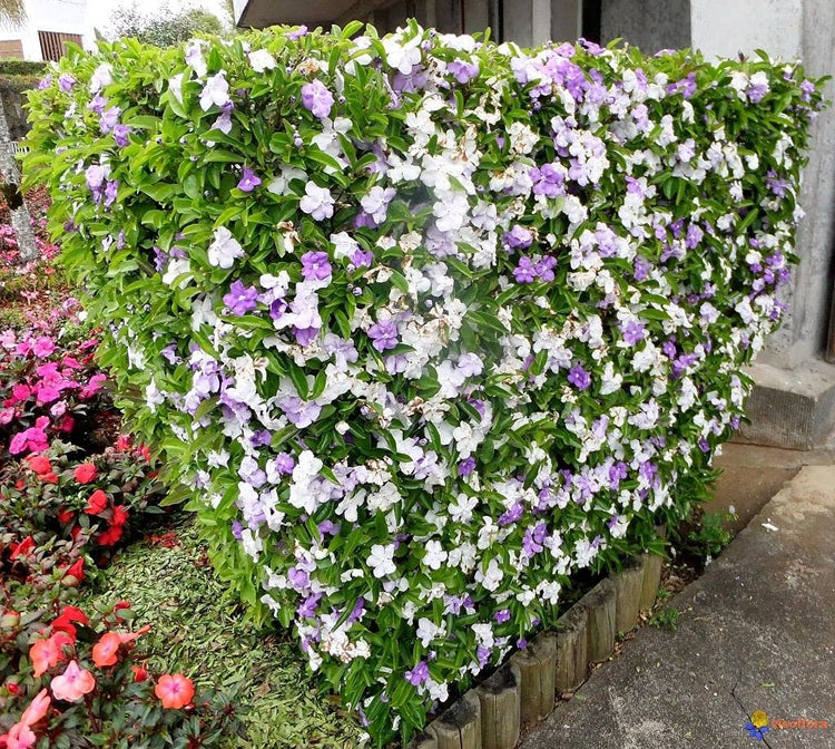 Yesterday, Today and Tomorrow | Live Plants | Brunfelsia Pauciflora Floribunda | Beautiful Blooming Violet & White Flowers Evergreen Screening Shrub