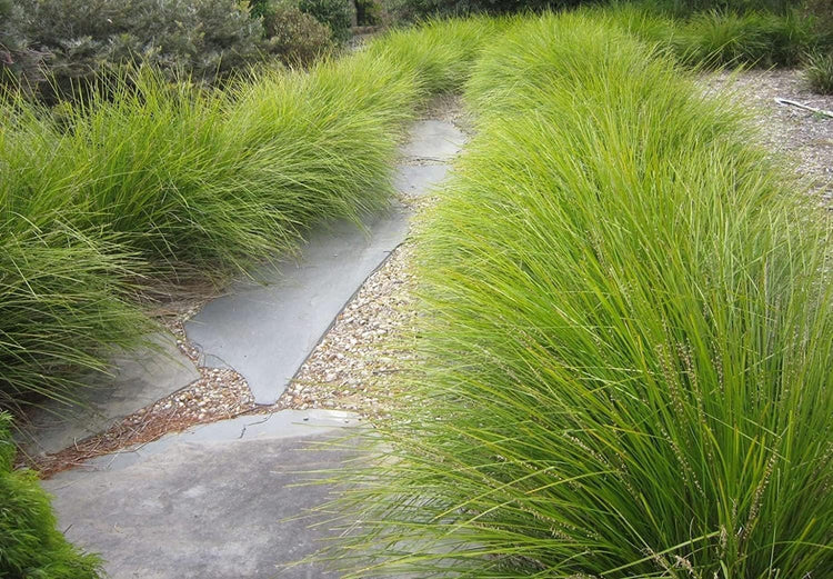 Lomandra Longifolia | Live Plants | Drought-Tolerant Ornamental Grass | Easy-Care Landscape Addition | Garden and Patio Decor