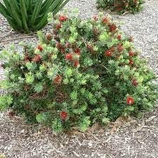 Bottlebrush 'Little John' | Extra Large Gallon Plants | Callistemon citrinus | Attracts Pollinators | Drought Tolerant