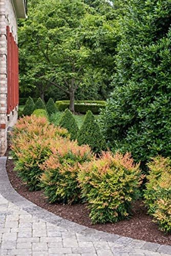 Nandina Gulf Stream Heavenly Bamboo | Large Gallon Size Plants | Compact Colorful Ornamental Shrub