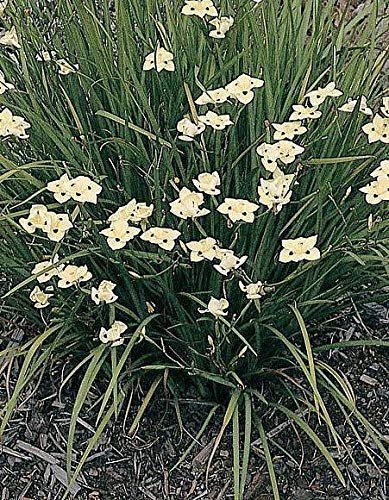 African Iris Yellow - Live Plants - Dietes Vegeta - Drought Tolerant Groundcover Grass