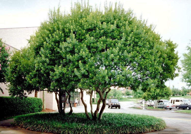 Wax Myrtle - 60 Live Plants - Myrica Cerifera Bayberry - Aromatic Evergreen Screening Hedge