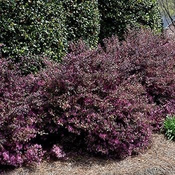 Loropetalum Ruby | Extra Large Gallon Plants | Loropetalum Chinense 'Ruby' | Vibrant Garden Addition | Easy-Grow Foliage