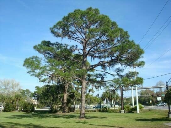 Slash Pine Tree | Live Plants | Pinus Elliottii | Fast Growing Stately Shade Tree