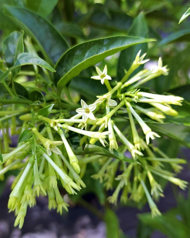 Night Blooming Jasmine | Extra Large 3 Gallon Plant | Cestrum nocturnum | Heavenly Scented Shrub | Ideal for Evening Gardens