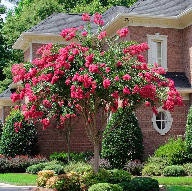 Crape Myrtle Tonto | Extra Large 3 Gallon Plant | Lagerstroemia 'Tonto' | Hardy Fuchsia Blooms | Compact Growth