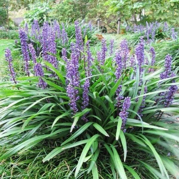 Big Blue Liriope Plants | Live 4 Inch Pots | Liriope Muscari 'Big Blue' | Hardy Ground Cover | Shade Tolerant Grass