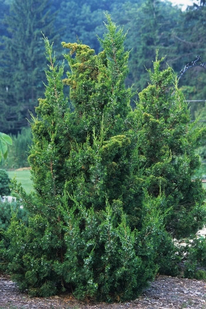 Keteleeri Juniper | Live Quart Size Plants | Stunning Evergreen for Year-Round Beauty, Excellent for Privacy Hedges, Windbreaks, and Ornamental Landscaping, Drought Tolerant