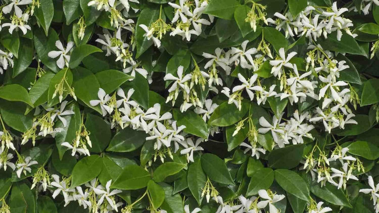 Star Jasmine | Extra Large 3 Gallon Plants | Trachelospermum Jasminoides | Fragrant Climbing Vine | Ideal for Trellises and Arbors