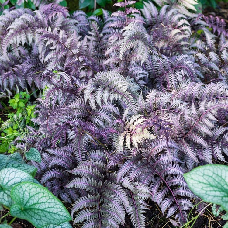 Japanese Painted Fern | Live Plants | Athyrium Niponicum | Shade Garden Essential | Lush Foliage Accent