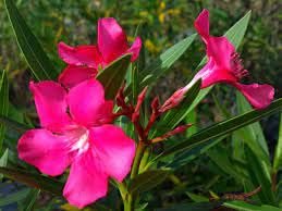 Oleander Calypso | Extra Large Gallon Plants | Nerium Oleander | Hardy Perennial | Vibrant Pink Blooms