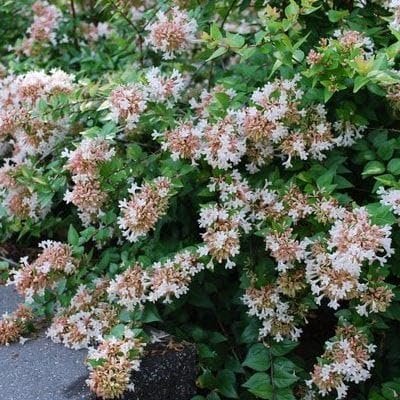 Abelia Rose Creek | Extra Large Gallon Plants | Fragrant & Flourishing Shrub, Compact, Ornamental Plant Ideal for Hedges, Borders & Landscape Accents, Low-Maintenance & Drought-Resistant