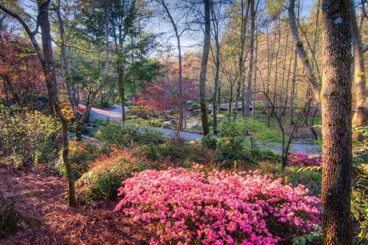 Azalea Fashion - Live Plants - Salmon Colored Flowering Rhododendron