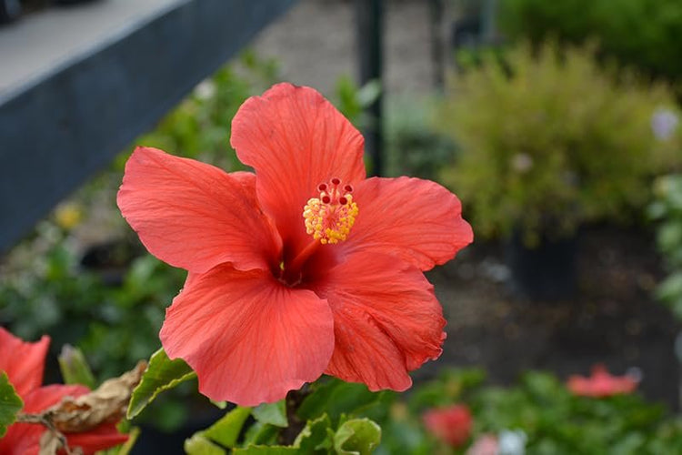 Hibiscus President Red | Live Plants | Hibiscus Rosa-Sinensis | Vibrant Red Blooms | Tropical Garden Beauty | Eye-Catching Flowering Shrub