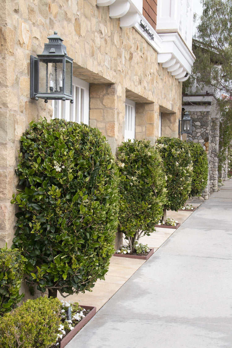 Ligustrum Waxleaf Privet - Live Quart Size Plants - Blooming Evergreen Privacy Hedge