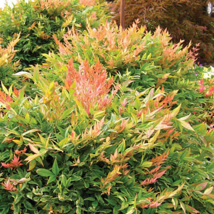 Nandina Gulfstream | Extra Large 3 Gallon Plants | Nandina Domestica 'Gulfstream' | Year-Round Colorful Foliage | Garden Accent