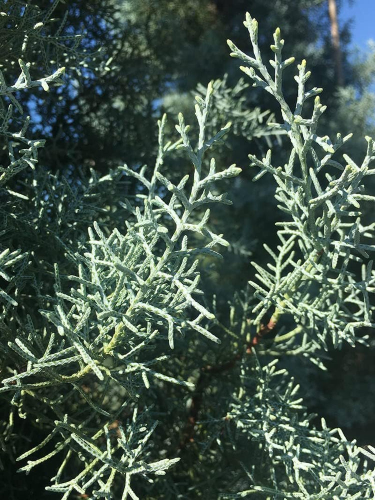 Arizona Blue Ice Cypress | Large Gallon Size Trees | Cupressus Plants | Beautiful Evergreen Low Maintenance Cold Hardy Privacy Screen