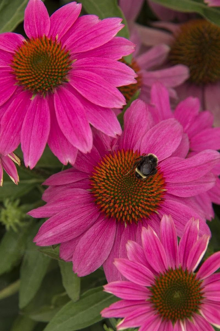 Echinacea 'Kim's Knee High' | Live Plants | Vibrant Pink Blooming Coneflower Perennial Plant | Easy to Grow | Perfect for Pollinator Gardens